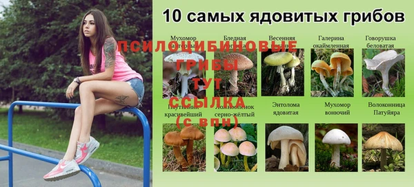 мяу мяу мука Абаза